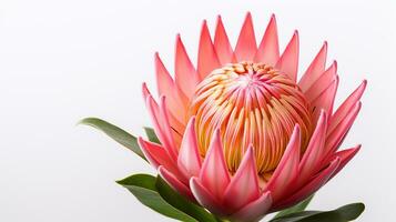 Photo of beautiful Protea flower isolated on white background. Generative AI