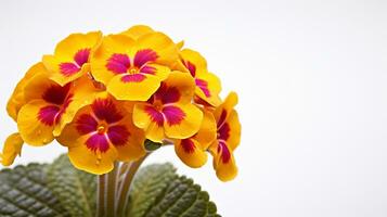 Photo of beautiful Primula flower isolated on white background. Generative AI