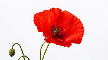 Photo of beautiful Poppy flower isolated on white background. Generative AI