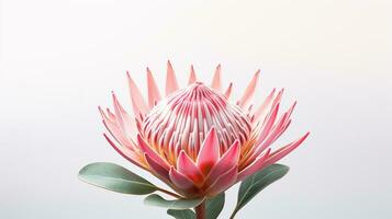 Photo of beautiful Protea flower isolated on white background. Generative AI