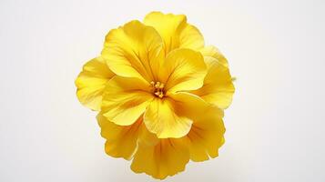 Photo of beautiful Primula flower isolated on white background. Generative AI