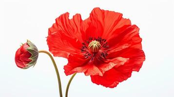 Photo of beautiful Poppy flower isolated on white background. Generative AI