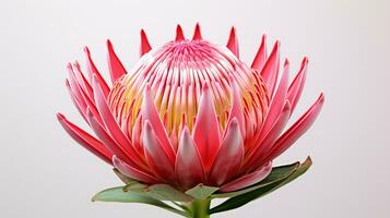 foto de hermosa protea flor aislado en blanco antecedentes. generativo ai