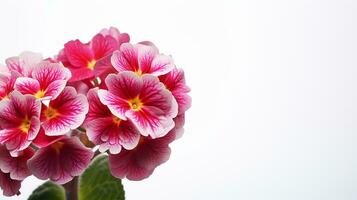 Photo of beautiful Primula flower isolated on white background. Generative AI