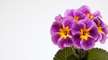 Photo of beautiful Primula flower isolated on white background. Generative AI