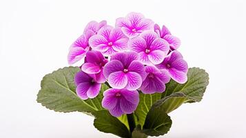 Photo of beautiful Primula flower isolated on white background. Generative AI