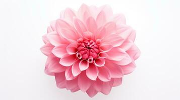 Photo of beautiful Pink flower isolated on white background. Generative AI