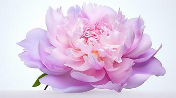 Photo of beautiful Peony flower isolated on white background. Generative AI