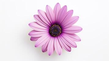 foto de hermosa osteospermum flor aislado en blanco antecedentes. generativo ai