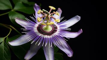 foto de hermosa pasionaria flor aislado en blanco antecedentes. generativo ai