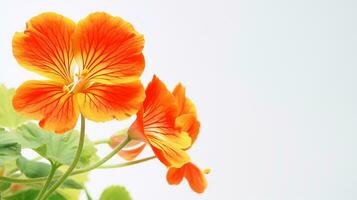 Photo of beautiful Nasturtium flower isolated on white background. Generative AI