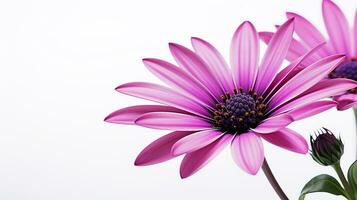 Photo of beautiful Osteospermum flower isolated on white background. Generative AI