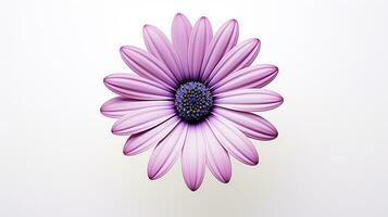 foto de hermosa osteospermum flor aislado en blanco antecedentes. generativo ai