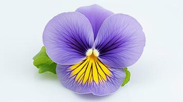 Photo of beautiful Pansy flower isolated on white background. Generative AI