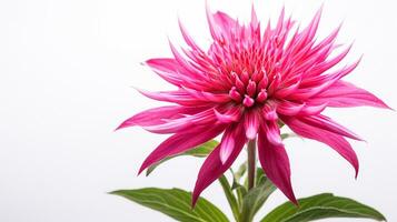 Photo of beautiful Monarda flower isolated on white background. Generative AI