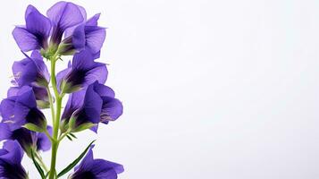 Photo of beautiful Monkshood flower isolated on white background. Generative AI