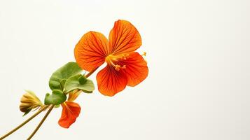 Photo of beautiful Nasturtium flower isolated on white background. Generative AI