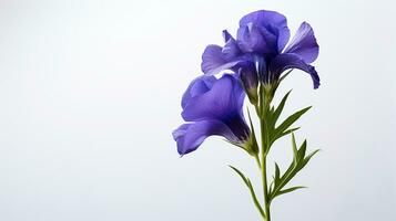 Photo of beautiful Monkshood flower isolated on white background. Generative AI