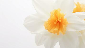 Photo of beautiful Narcissus flower isolated on white background. Generative AI