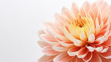 Photo of beautiful Mums flower isolated on white background. Generative AI