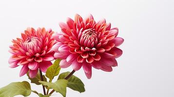 Photo of beautiful Mums flower isolated on white background. Generative AI