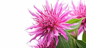 Photo of beautiful Monarda flower isolated on white background. Generative AI