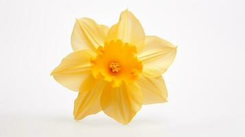 Photo of beautiful Narcissus flower isolated on white background. Generative AI