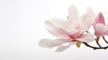 Photo of beautiful Magnolia flower isolated on white background. Generative AI