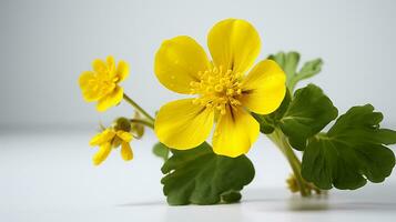 Photo of beautiful Marsh Marigold flower isolated on white background. Generative AI