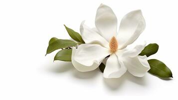Photo of beautiful Magnolia flower isolated on white background. Generative AI