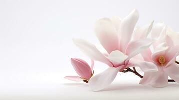 Photo of beautiful Magnolia flower isolated on white background. Generative AI