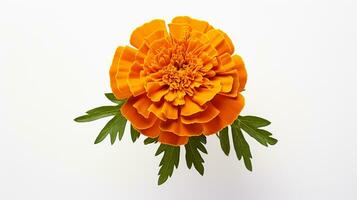 Photo of beautiful Marigold flower isolated on white background. Generative AI