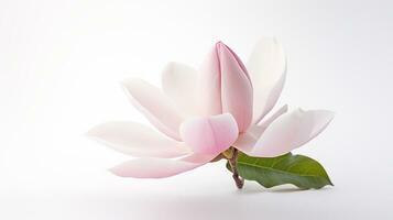 Photo of beautiful Magnolia flower isolated on white background. Generative AI