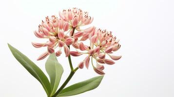 Photo of beautiful Milkweed flower isolated on white background. Generative AI