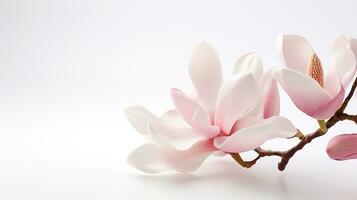 Photo of beautiful Magnolia flower isolated on white background. Generative AI