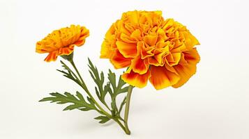 Photo of beautiful Marigold flower isolated on white background. Generative AI