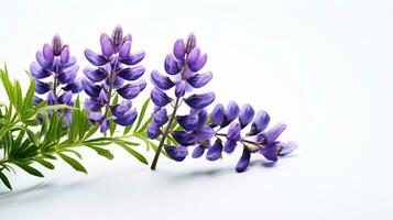 Photo of beautiful Lupine flower isolated on white background. Generative AI