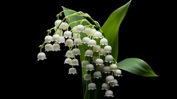 Photo of beautiful Lily of the Valley flower isolated on white background. Generative AI