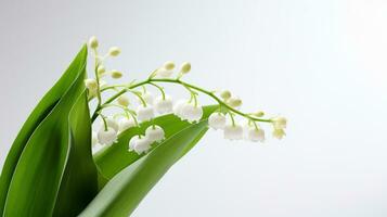 Photo of beautiful Lily of the Valley flower isolated on white background. Generative AI