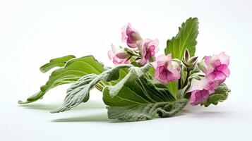 Photo of beautiful Lungwort flower isolated on white background. Generative AI