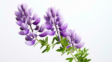 Photo of beautiful Lupine flower isolated on white background. Generative AI