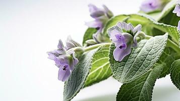 Photo of beautiful Lungwort flower isolated on white background. Generative AI