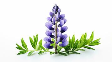 Photo of beautiful Lupine flower isolated on white background. Generative AI