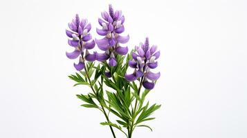 Photo of beautiful Lupine flower isolated on white background. Generative AI