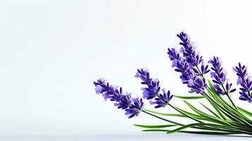 Photo of beautiful Lavender flower isolated on white background. Generative AI