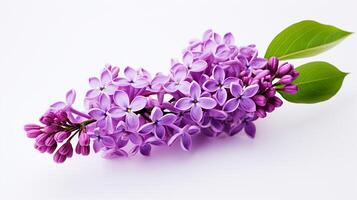 Photo of beautiful Lilac flower isolated on white background. Generative AI