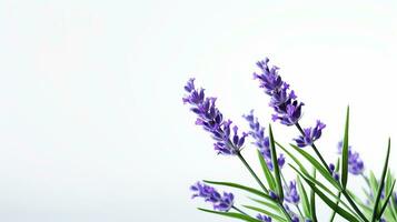 Photo of beautiful Lavender flower isolated on white background. Generative AI