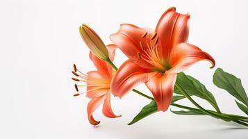 Photo of beautiful Lilium flower isolated on white background. Generative AI