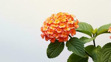 Photo of beautiful Lantana flower isolated on white background. Generative AI