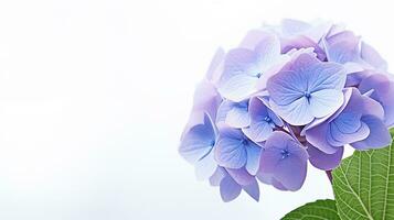 Photo of beautiful Hydrangea flower isolated on white background. Generative AI
